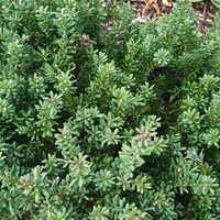 Podocarpus nivalis 'Red Tip'